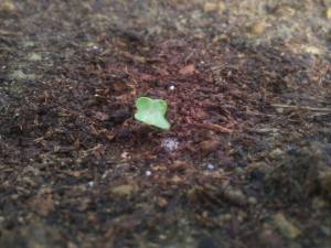 二十日大根の芽