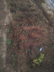 1107ラディッシュ