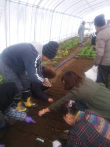 きぬさや種播き⑦