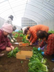 小松菜まとめる