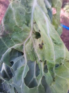 キャベツ虫②