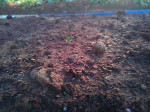 スナップエンドウ